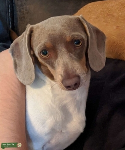 Mini smooth haired pied Listing Image