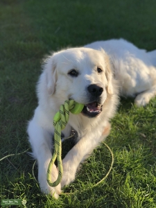 EC Golden retriever X Great Pyrenees  Listing Image