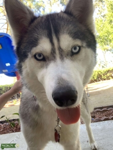 Beautiful Blue Eye Husky Listing Image
