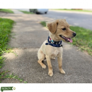Pup Charming Looking For A Mate Listing Image