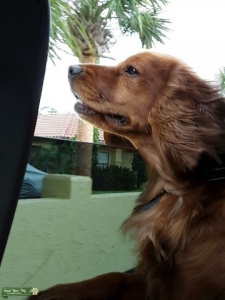 Small Red Female Golden Retriever Listing Image