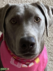 Silver female needs a stud Listing Image