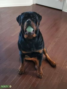 AKC Certified Pedigree Rottweiler Listing Image