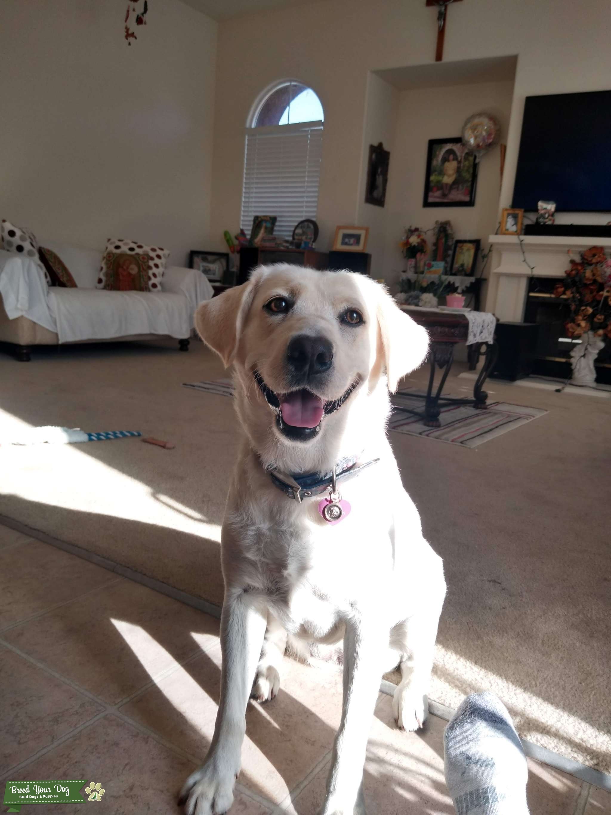 White/yellow labrador Stud Dog in San Jose, CA, the United States