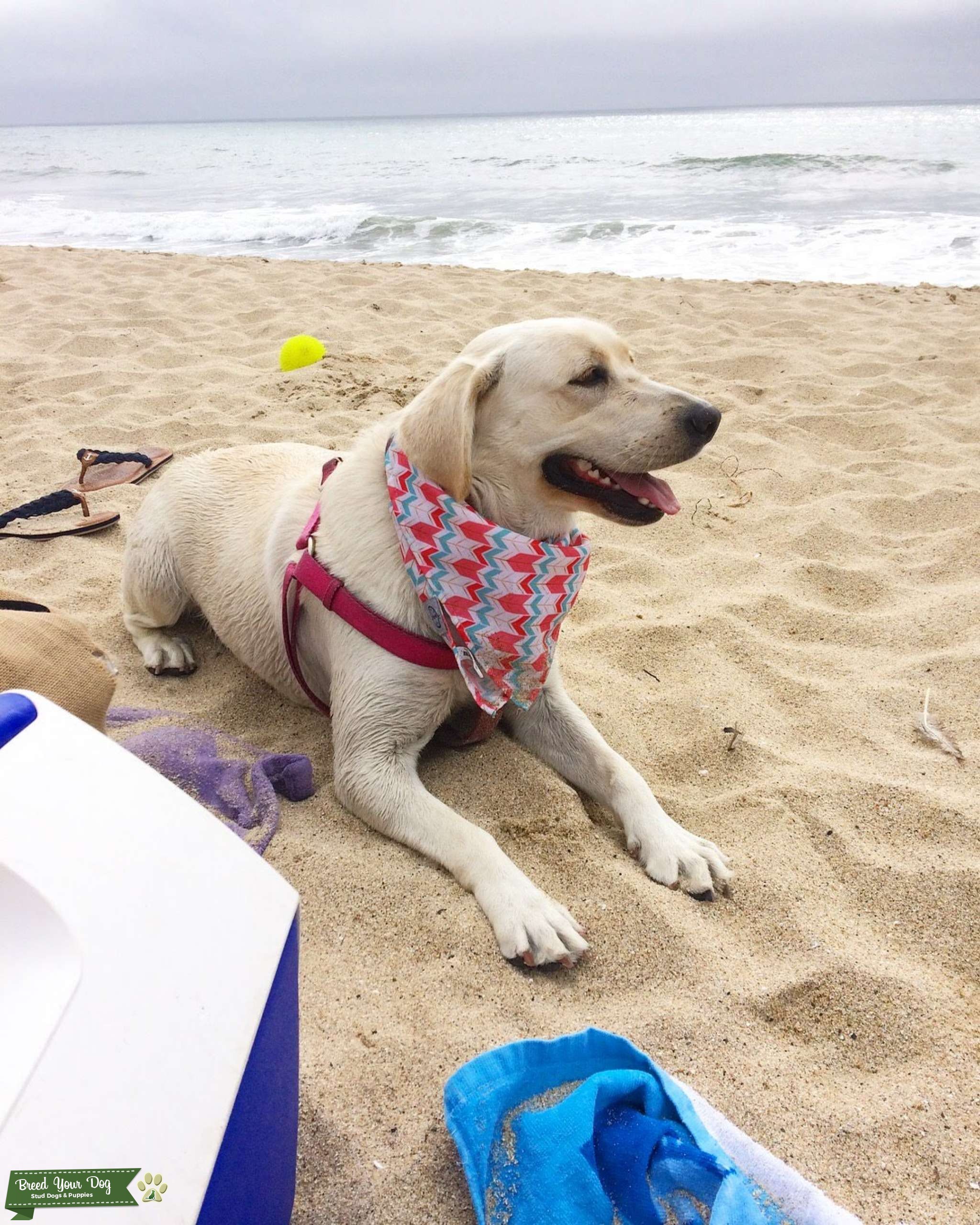 White/yellow labrador Stud Dog in San Jose, CA, the United States