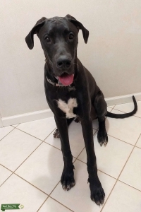 Great Dane stud Listing Image