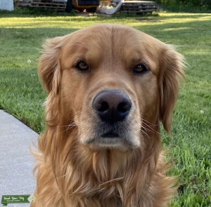 Light Golden Retriever Listing Image