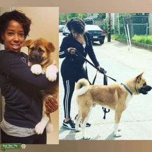 3yrs old American Akita Listing Image