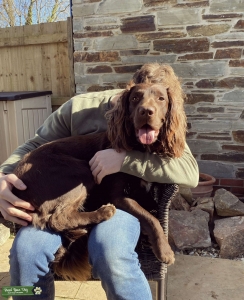 Sprocker Stud  Listing Image