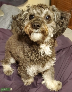 Black & White Maltipoo/Shi  Listing Image