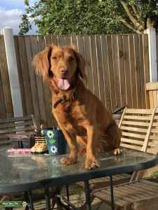 kc registered cocker spaniel