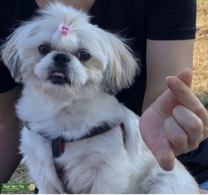 Female Shih Tzu Listing Image