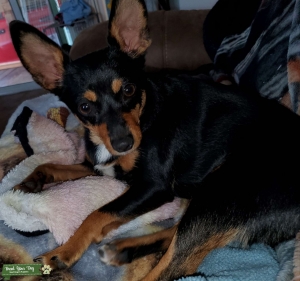 Chihuahua MinPin mix  Listing Image