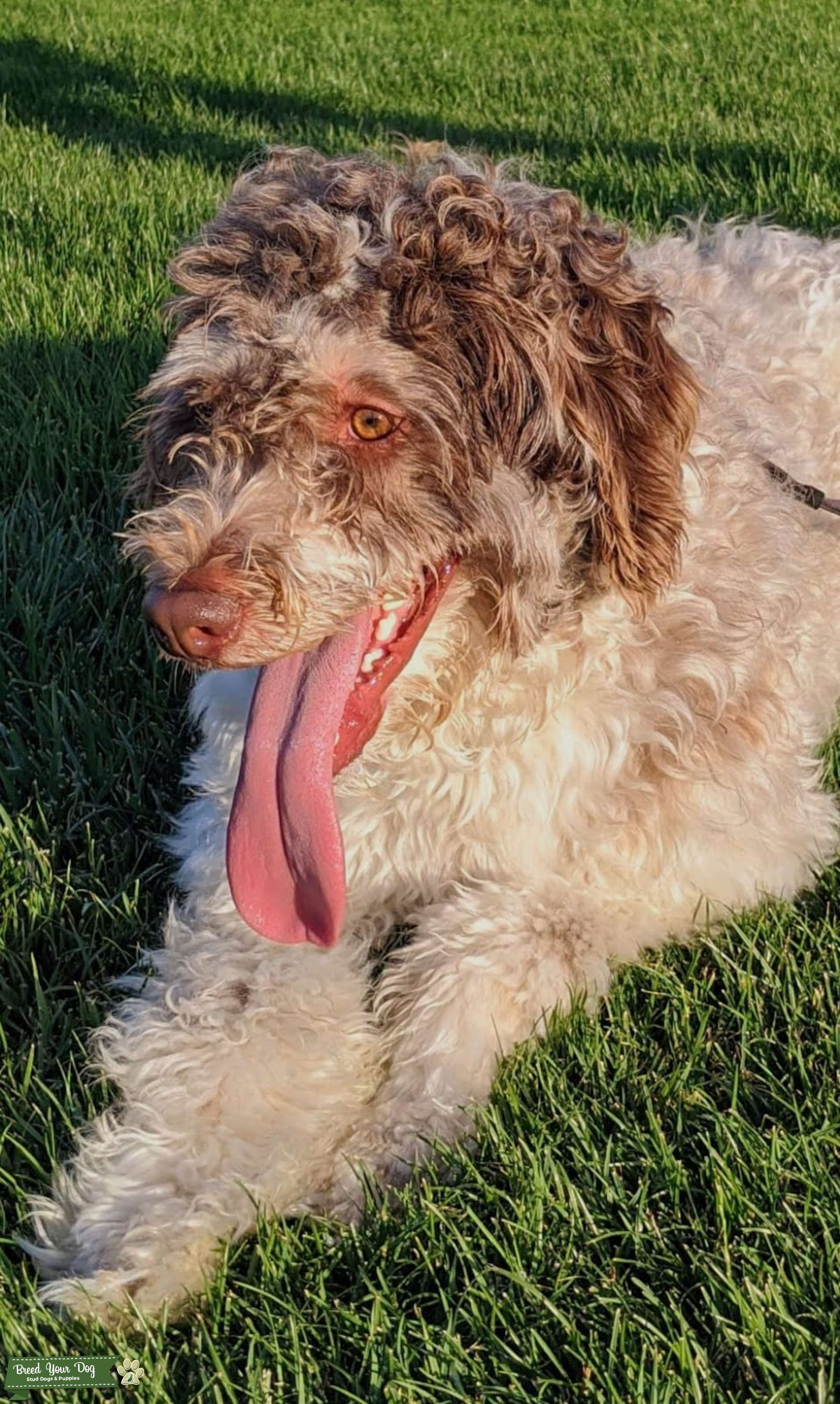 Bicolored AKC registered Aussiedoodle Stud Dog Northern California