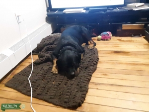 Stud dog Listing Image