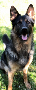 German Shepherd Stud $600 Listing Image