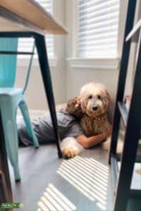 Toast: F1b golden doodle Listing Image