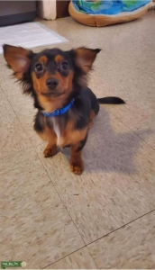 Dachshund male for stud  Listing Image