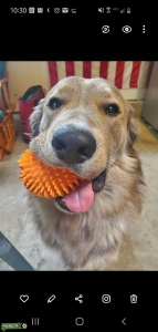 I want a puppy from my beautiful mutt Listing Image