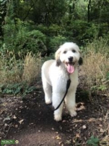 Aussiedoodle Listing Image
