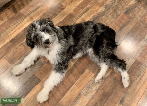 Blue Merle Aussiedoodle Stud Listing Image