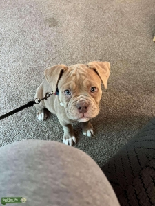 Old English Bulldog Listing Image