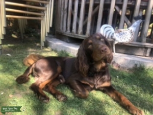 Spaniel Stud Listing Image