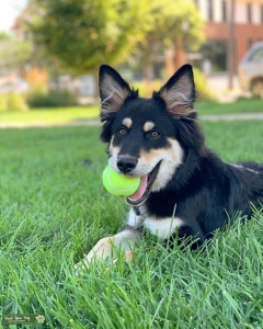 Husky/Blue Heeler mix seeking a bitch Listing Image
