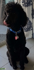 Standard poodle  Listing Image