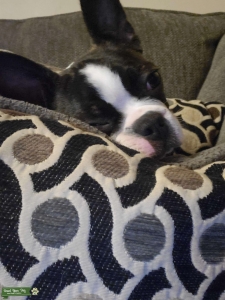 Female Boston terrier Listing Image