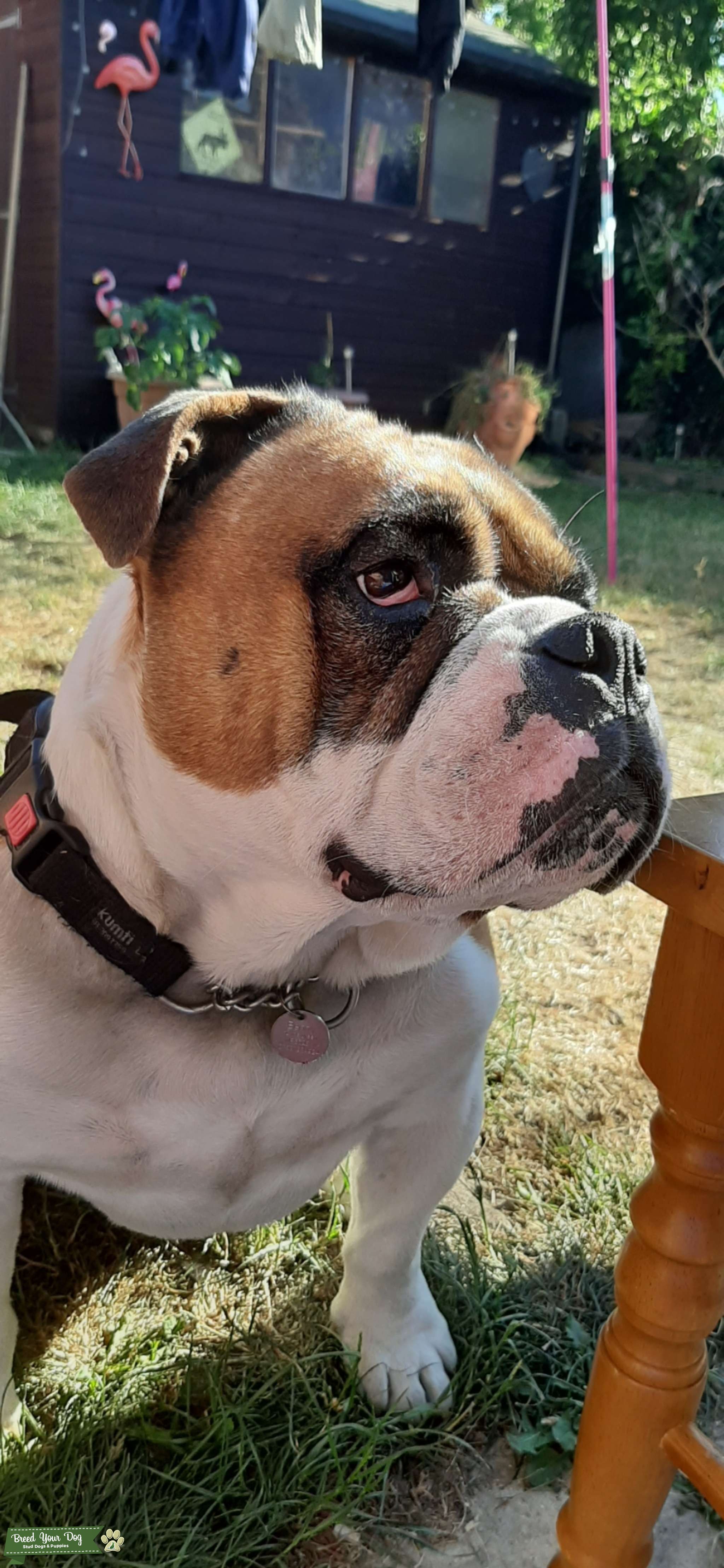 Olde English Bulldog, lovely features, white, black and tan, excellent with children Stud Dog