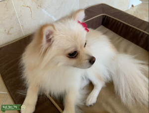 PUREBRED - 9 lb. cream w/beige highlights ;) Pom Listing Image