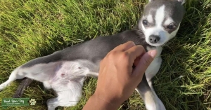 Blue Nose Teacup Chihuahua  Listing Image