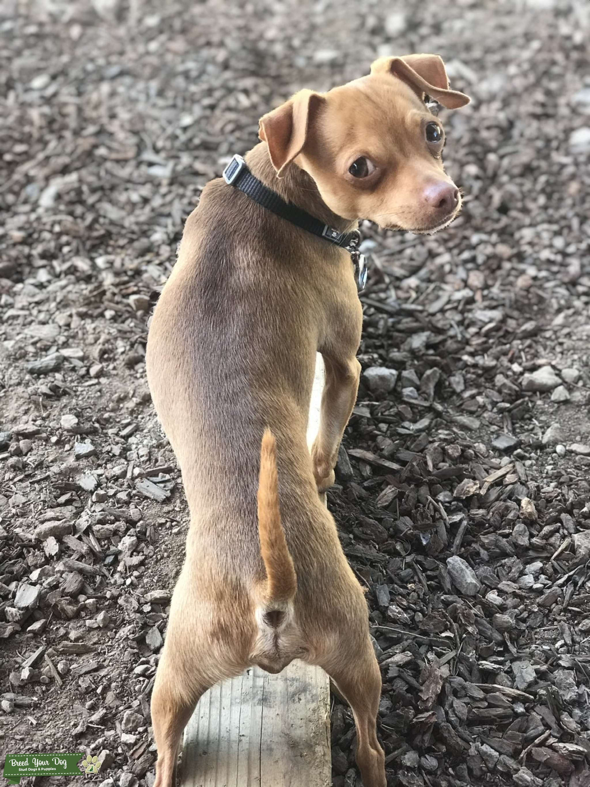 AMAZING TEMPERAMENT 2yr old Teacup Shorthair Chihuahua Stud Stud Dog