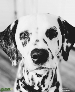 Female looking to breed Listing Image