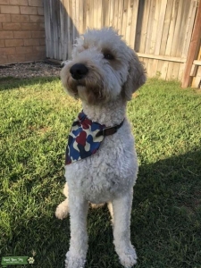 F2B Golden Doodle Stud Listing Image