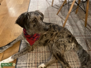 F1 blue merle aussiedoodle Listing Image