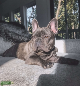 AKC STUD, Blue brindle (DNA panel upon request) Listing Image