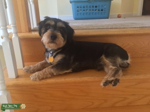 Mini Schnauzer Dachshund Mix Listing Image