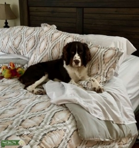 English springer stud  Listing Image
