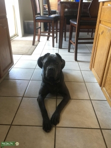 Gray Brindle Listing Image
