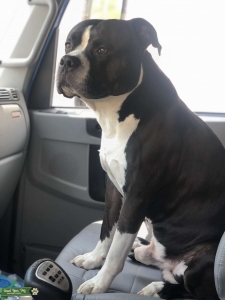 American Bulldog  Listing Image