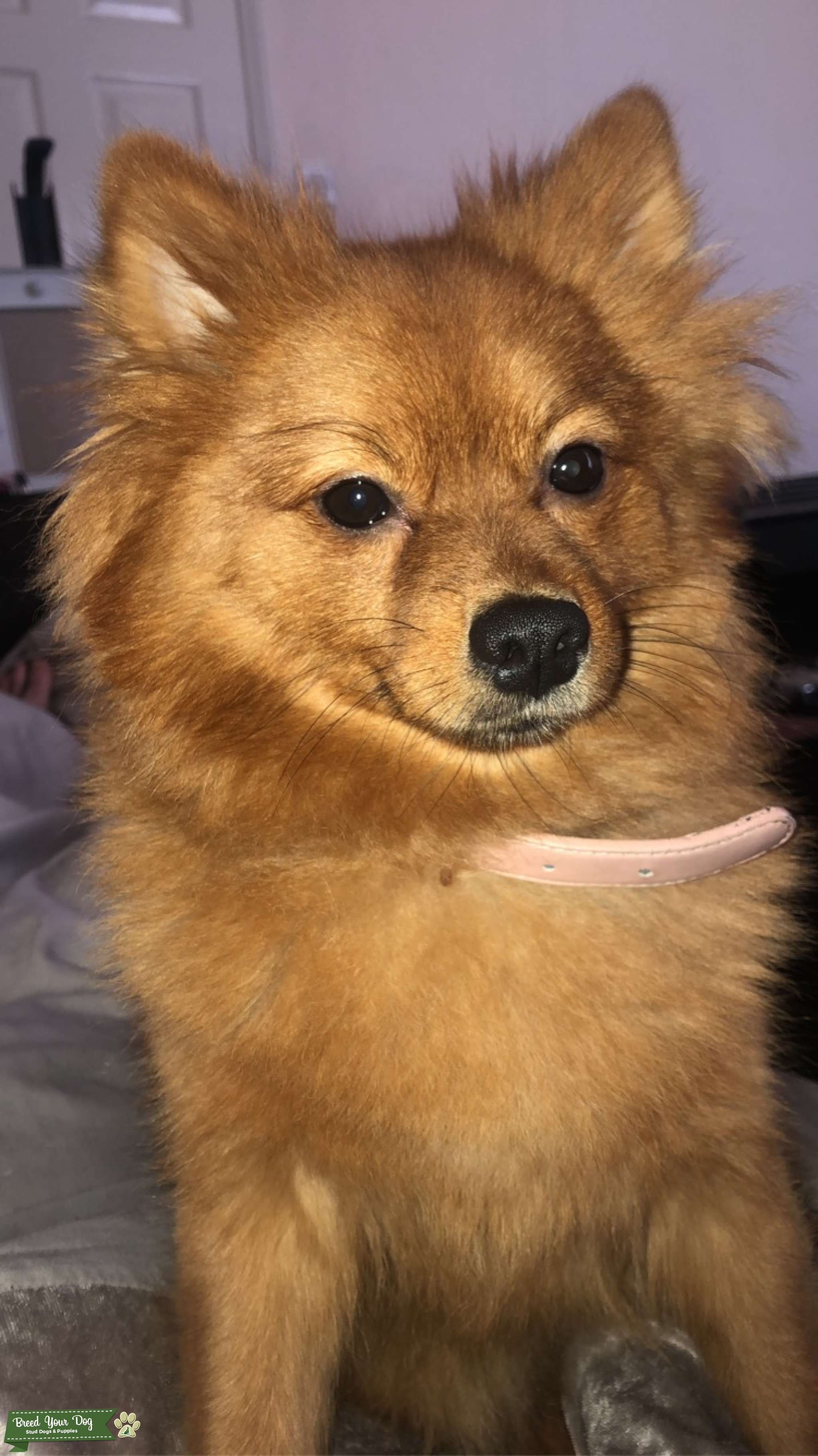 Ginger female Pomerania Looking for stud Stud Dog in North Yorkshire
