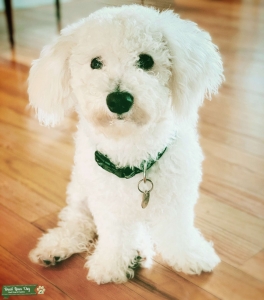 Bichon Frise Stud Listing Image