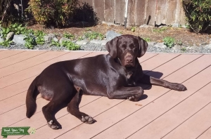Beautiful Chocolate Lab  Listing Image