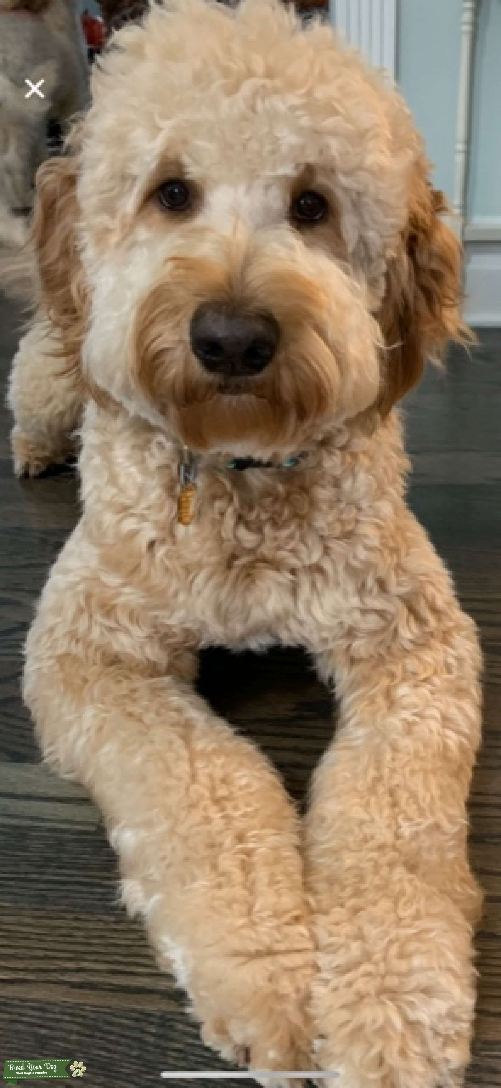 Goldendoodle Stud Dog in IL, the United States Breed Your Dog