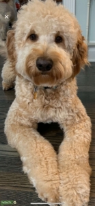 Goldendoodle Listing Image