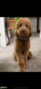 Goldendoodle Stud Listing Image