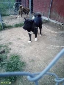 AKC AKITA MALE FOR STUD Listing Image
