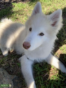 Cream & white male pomsky Listing Image